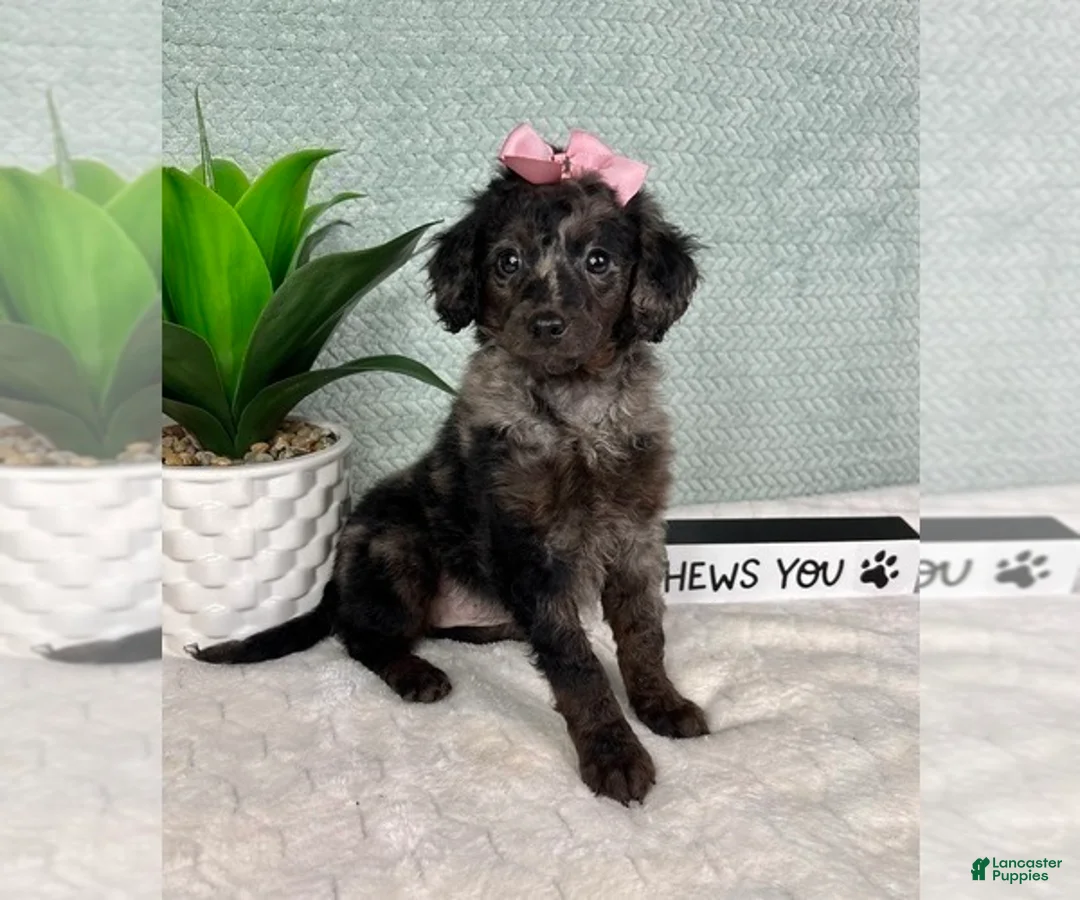 Aussiedoodle dogs for sale: Marcia - Ad 5