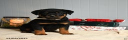 Rottweiler dogs for sale: Hershey - Ad 2
