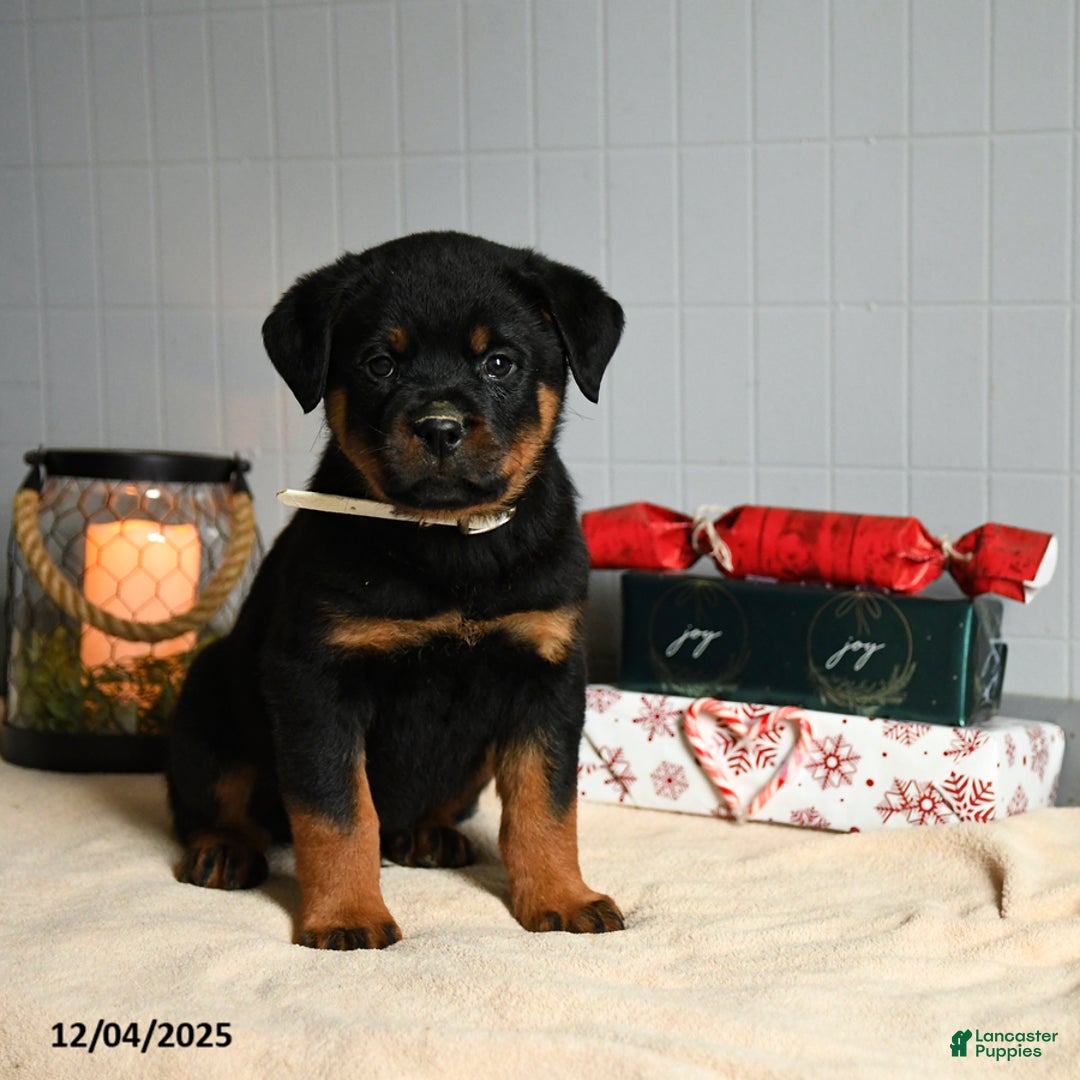 Rottweiler dogs for sale: Hershey - Ad 2
