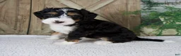 Mini Bernedoodle dogs for sale: Travis - Ad 4