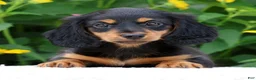 Miniature Dachshund dogs for sale: Bella - Ad 2