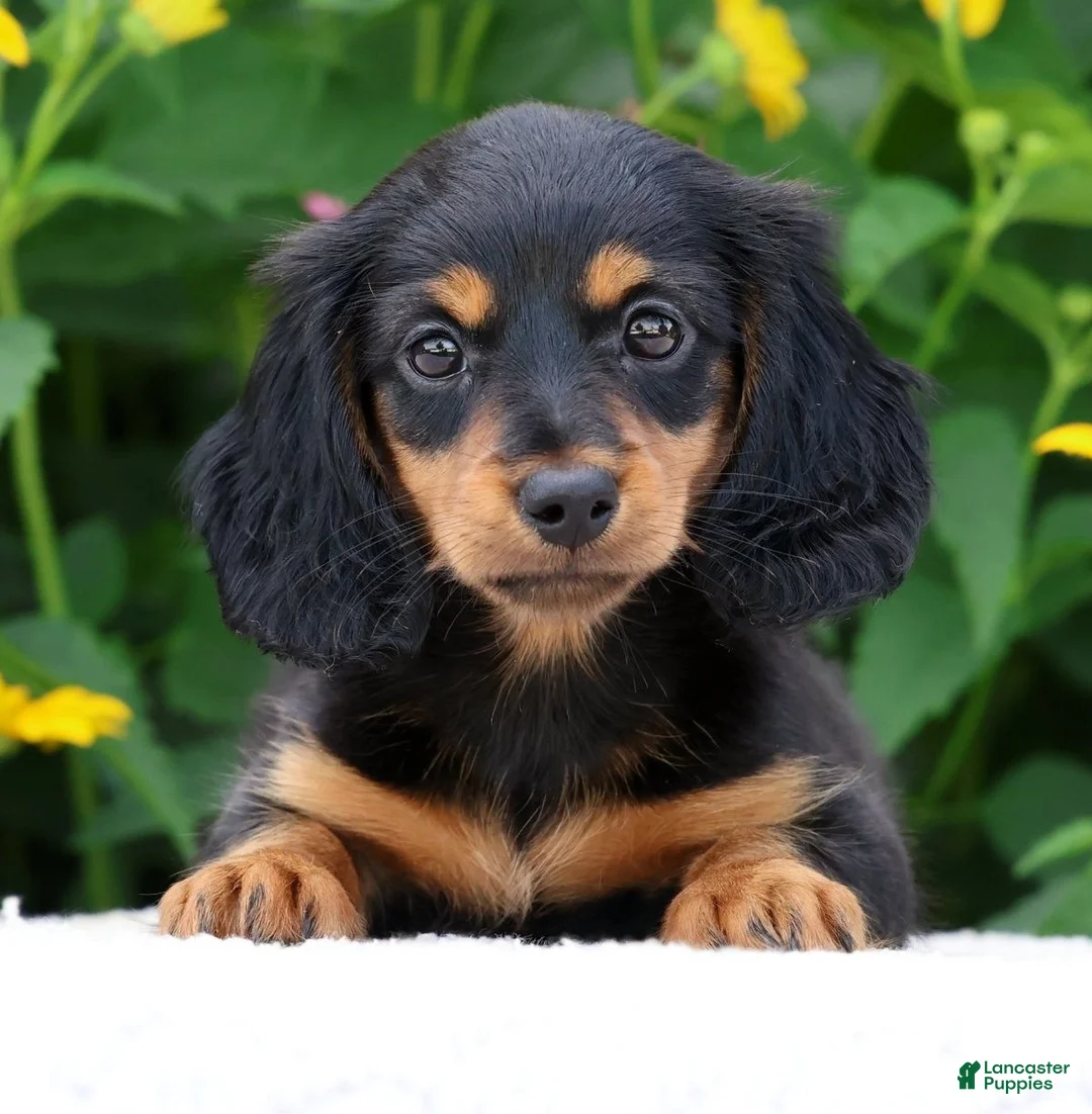 Miniature Dachshund dogs for sale: Bella - Ad 2