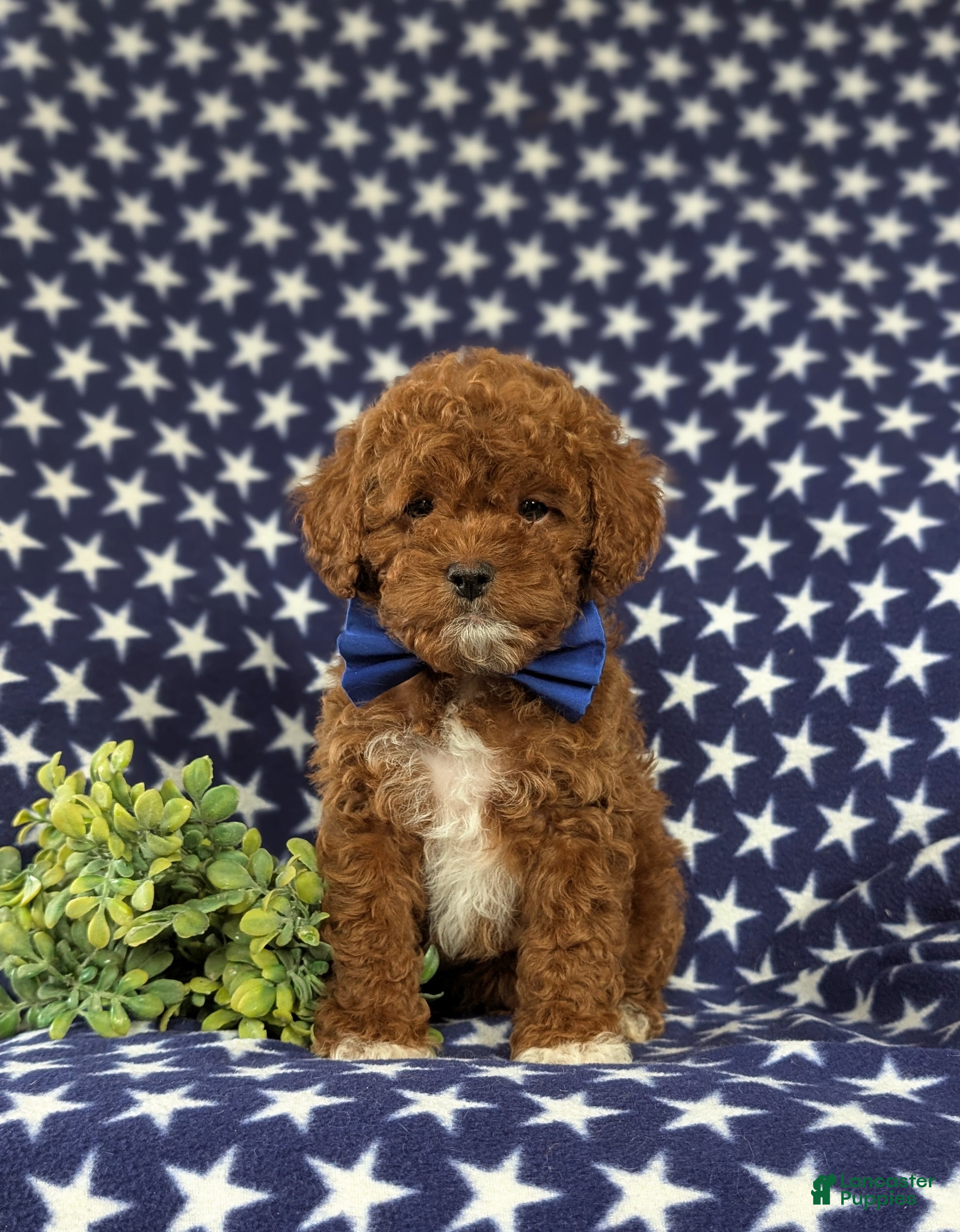 Shihpoo dogs Croydon - Ad 2