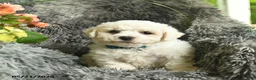 Bichon Frise dogs for sale: Conner  - Ad 1