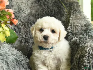 Bichon Frise dogs for sale: Conner - Ad 3