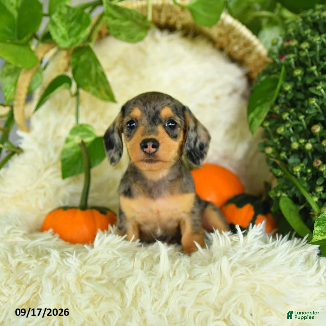 Miniature Dachshund dogs for sale: Sparkles - Ad 2