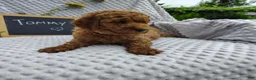 Mini Goldendoodle dogs for sale: Tommy - Ad 5