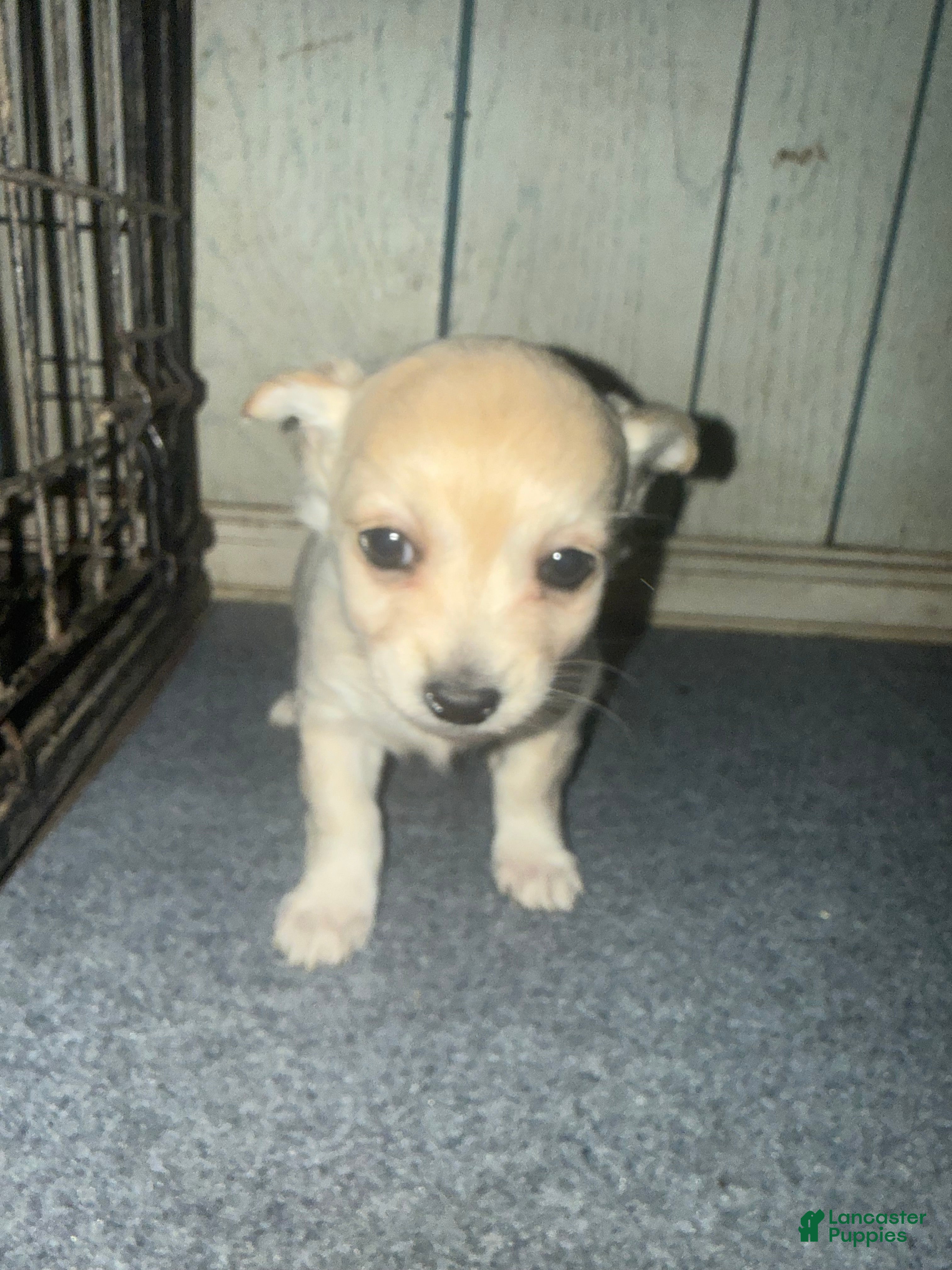 Chiweenie dogs Chiweenie Puppy 3 - Ad 2