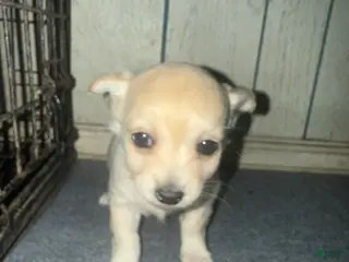 Chiweenie dogs Chiweenie Puppy 3 - Ad 2