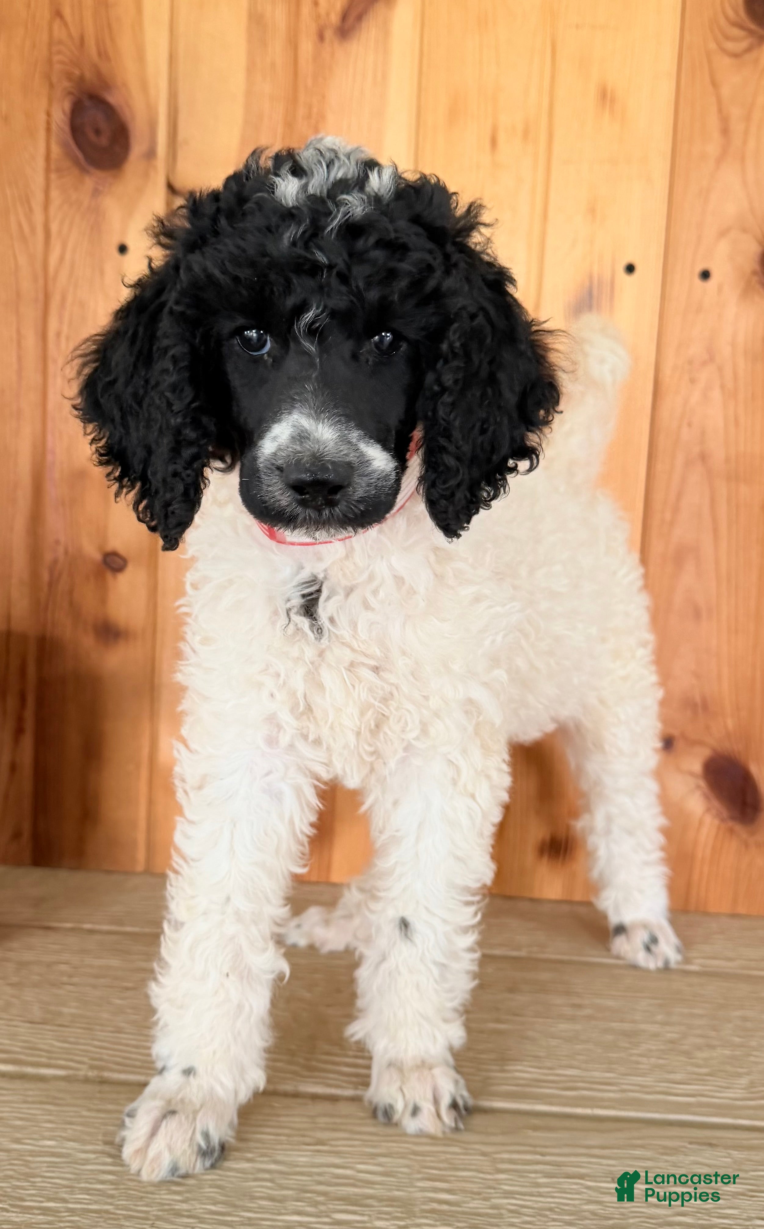 Standard Poodle dogs Karma - Ad 1