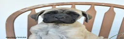 English Mastiff dogs for sale: Charity - Ad 3