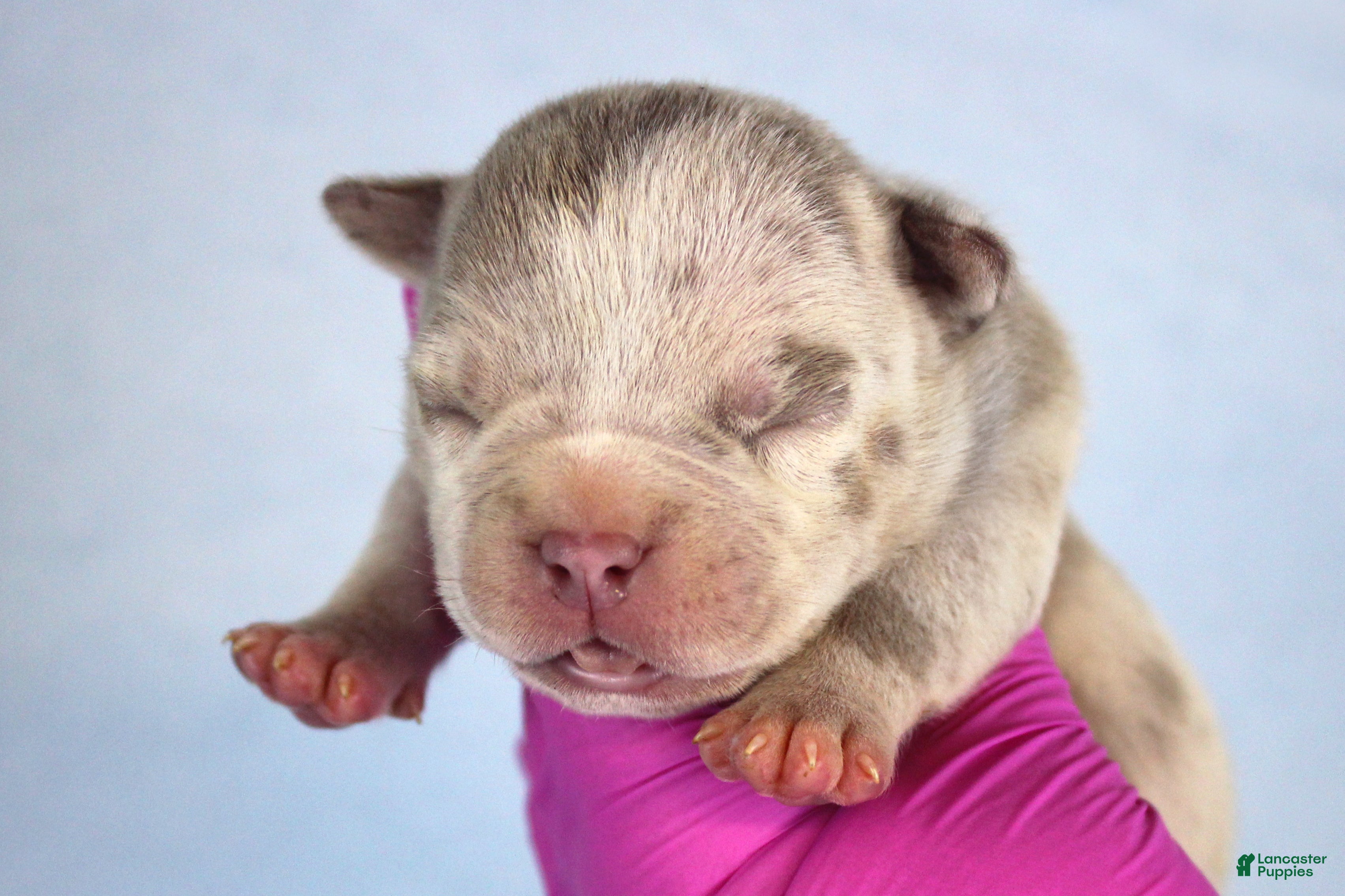 American Bully dogs Lilac Merle Female - Ad 1