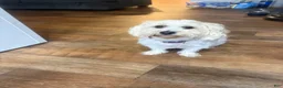 Maltipoo dogs for sale: Maltipoo 3 - Ad 3