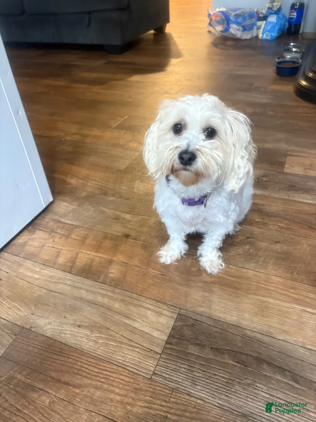 Maltipoo dogs for sale: Maltipoo 3 - Ad 3