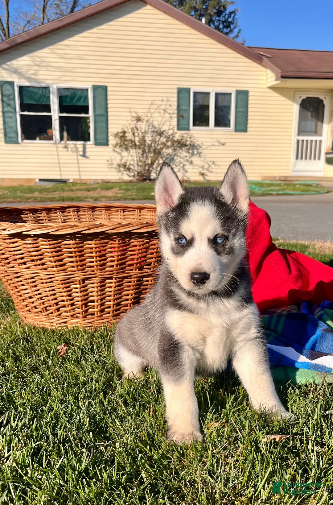Siberian Husky dogs for sale: Thor🎄❤️ beautiful big boy call 717-925-6681 - Ad 1