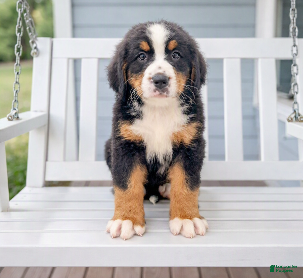 Bernese Mountain Dog dogs Idalia - Ad 2