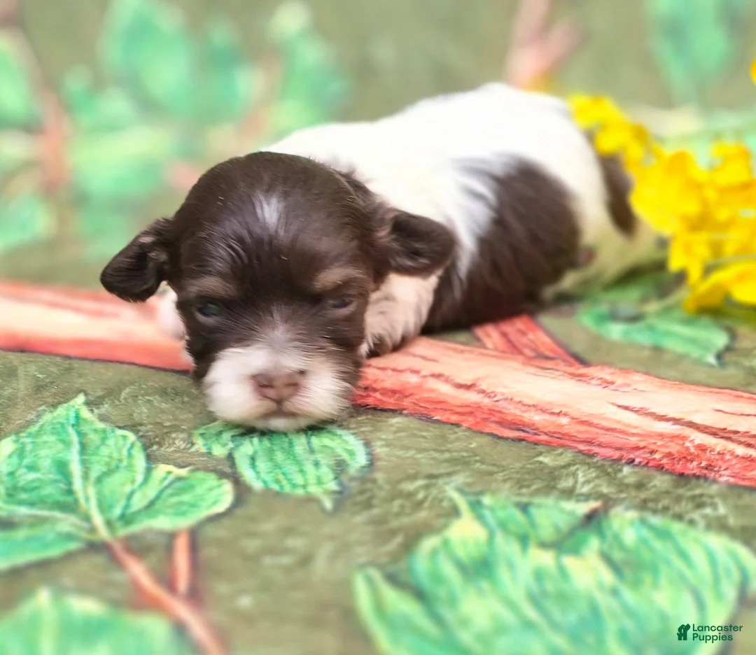 Havapoo dogs for sale: Churro  - Ad 1