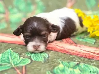 Havapoo dogs for sale: Churro - Ad 1