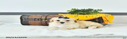 Maltipoo dogs for sale: Sadie - Ad 4