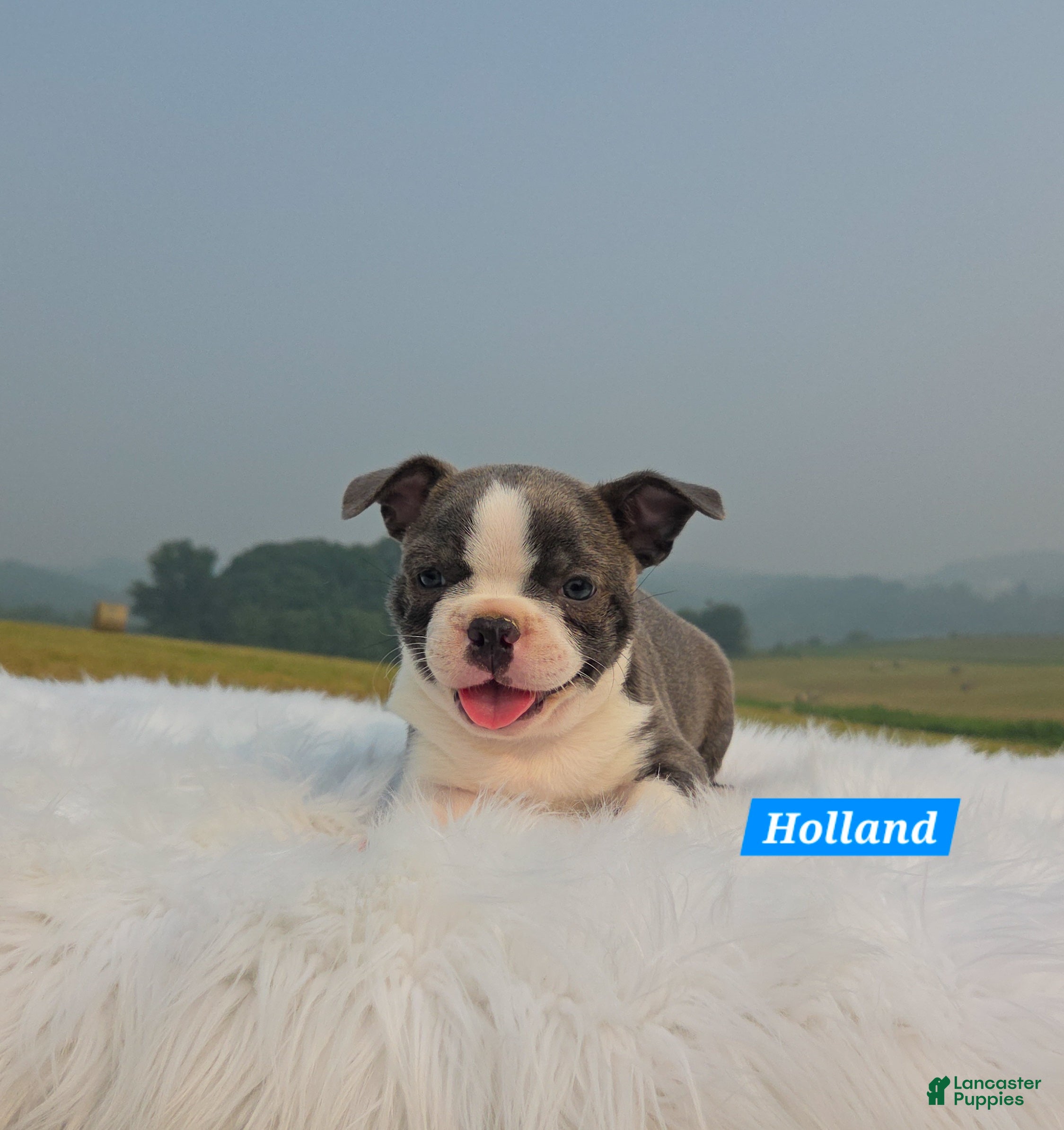 Mixed Breed dogs Holland - Ad 2