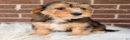 Yorkiepoo dogs for sale: Brady - Ad 3