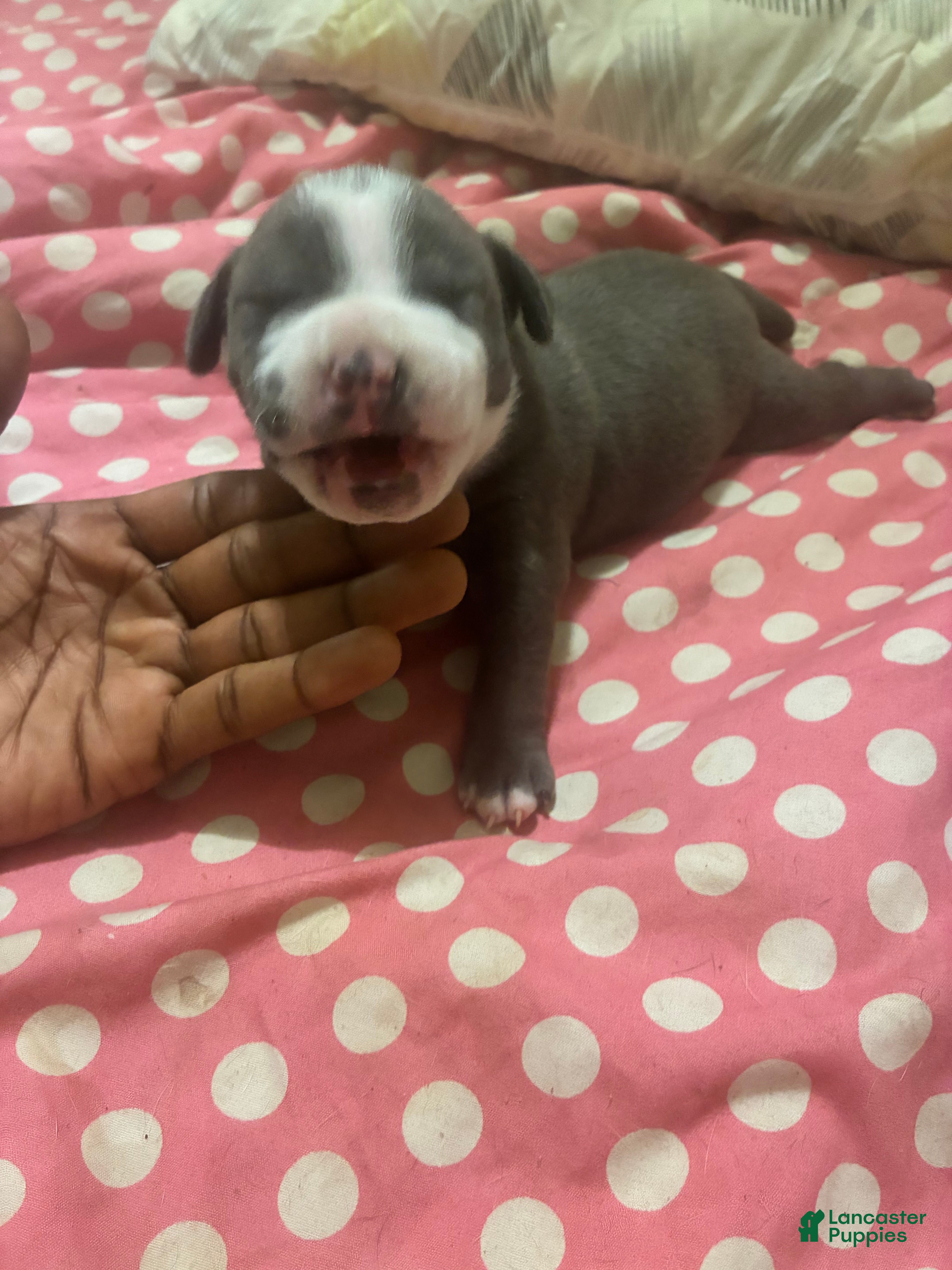 American Bully dogs American Bully Puppy 2 - Ad 41