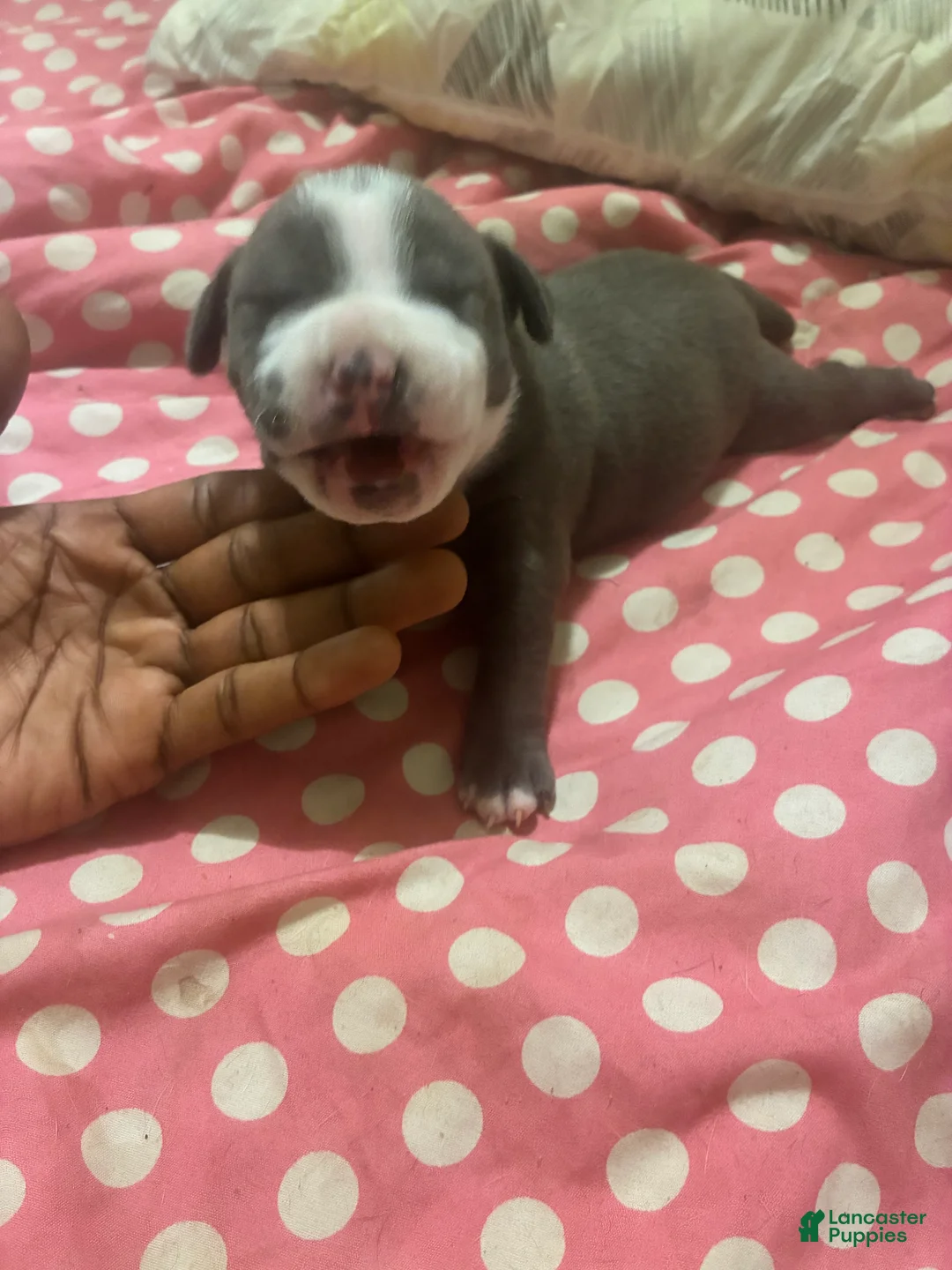 American Bully dogs for sale: American Bully Puppy 2 - Ad 1
