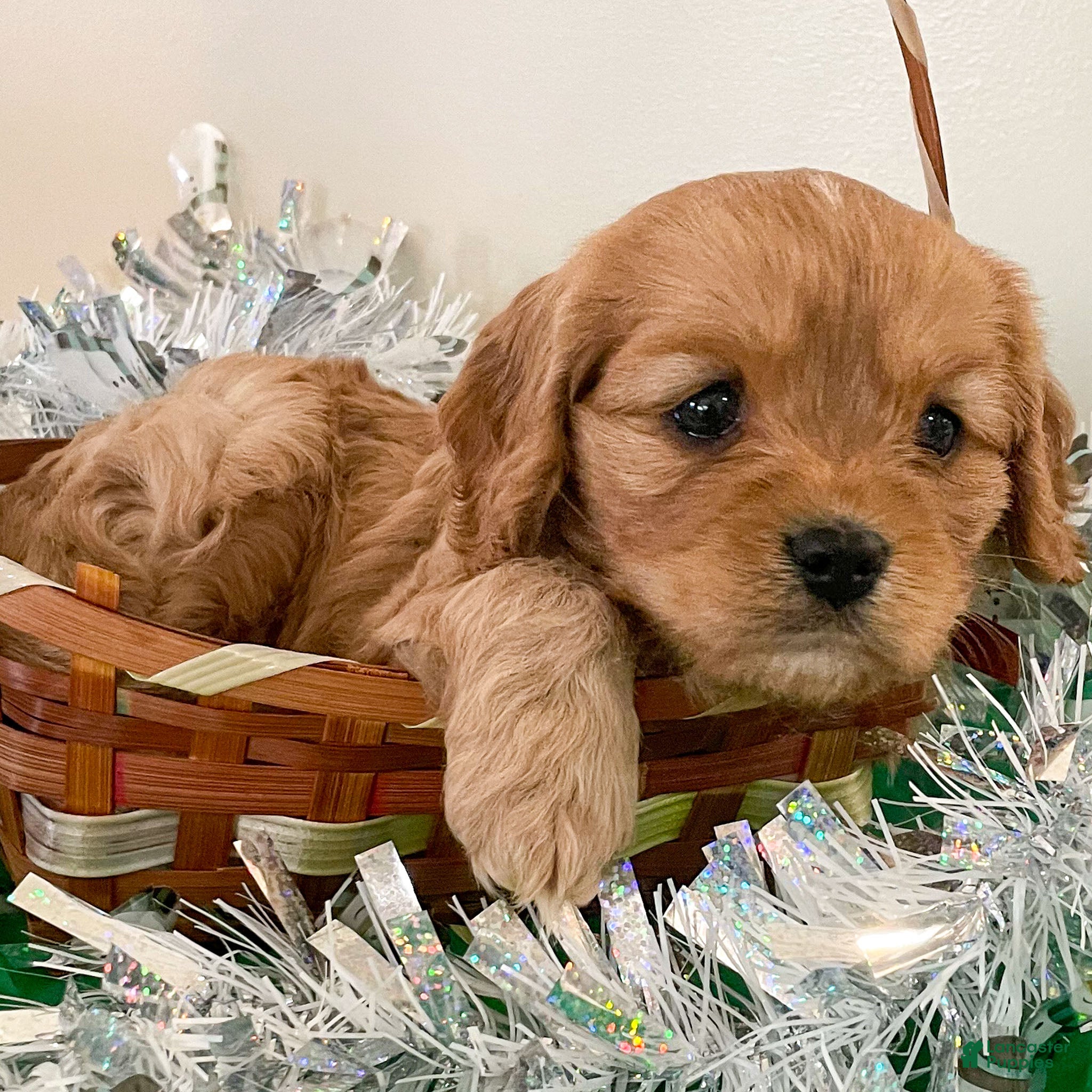 Cavapoo dogs Carmel - Ad 4
