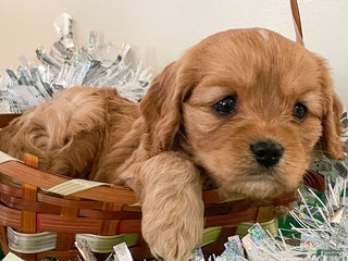 Cavapoo dogs Carmel - Ad 35