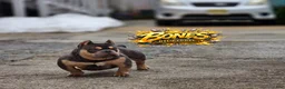 American Bully dogs for stud: Bones  - Ad 2