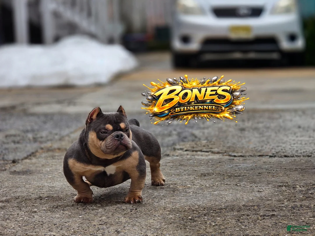American Bully dogs for stud: Bones  - Ad 2