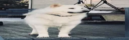 Alaskan Malamute dogs for sale: Alaskan Malamute 1 - Ad 6