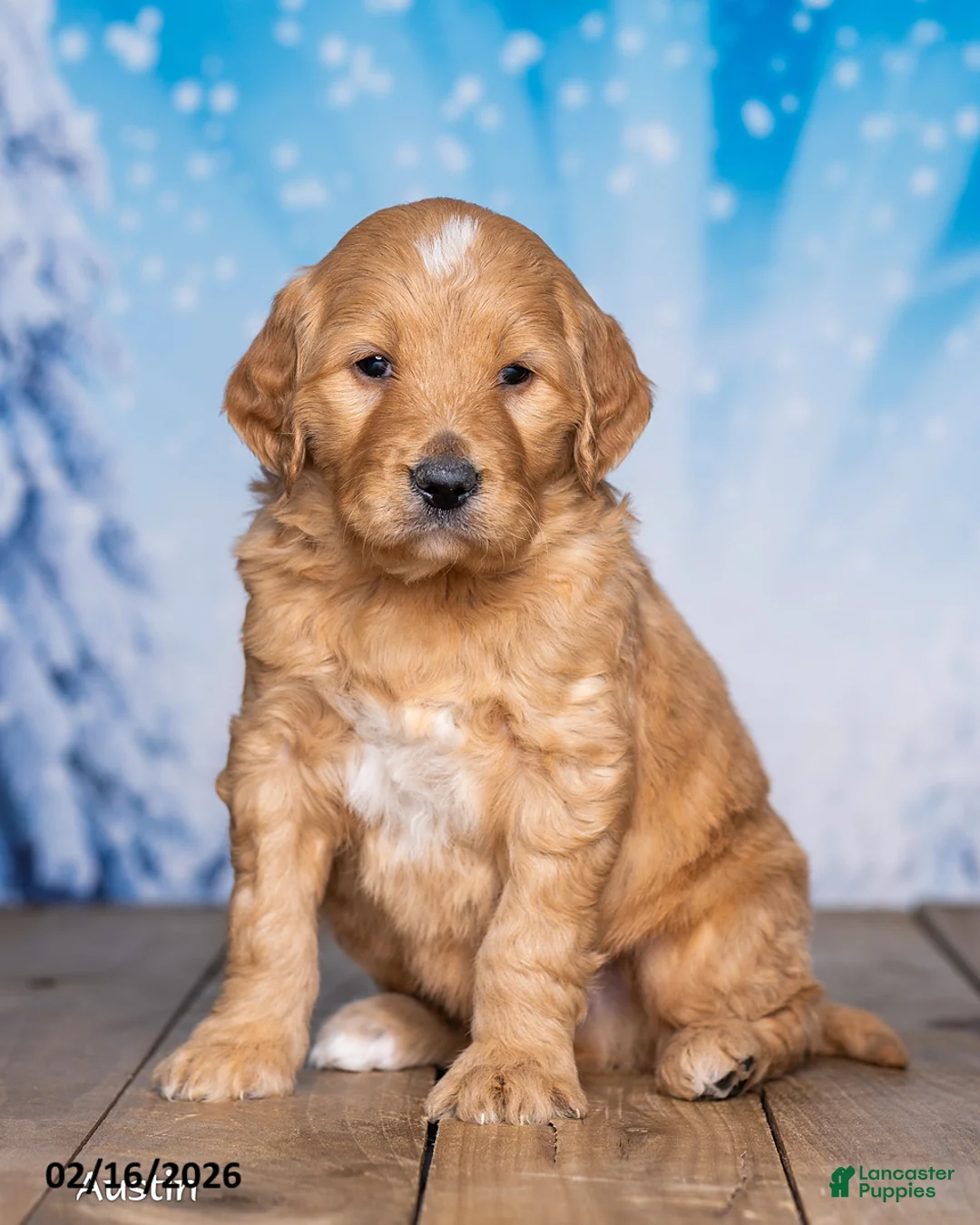 Goldendoodle dogs for sale: Austin - Ad 2
