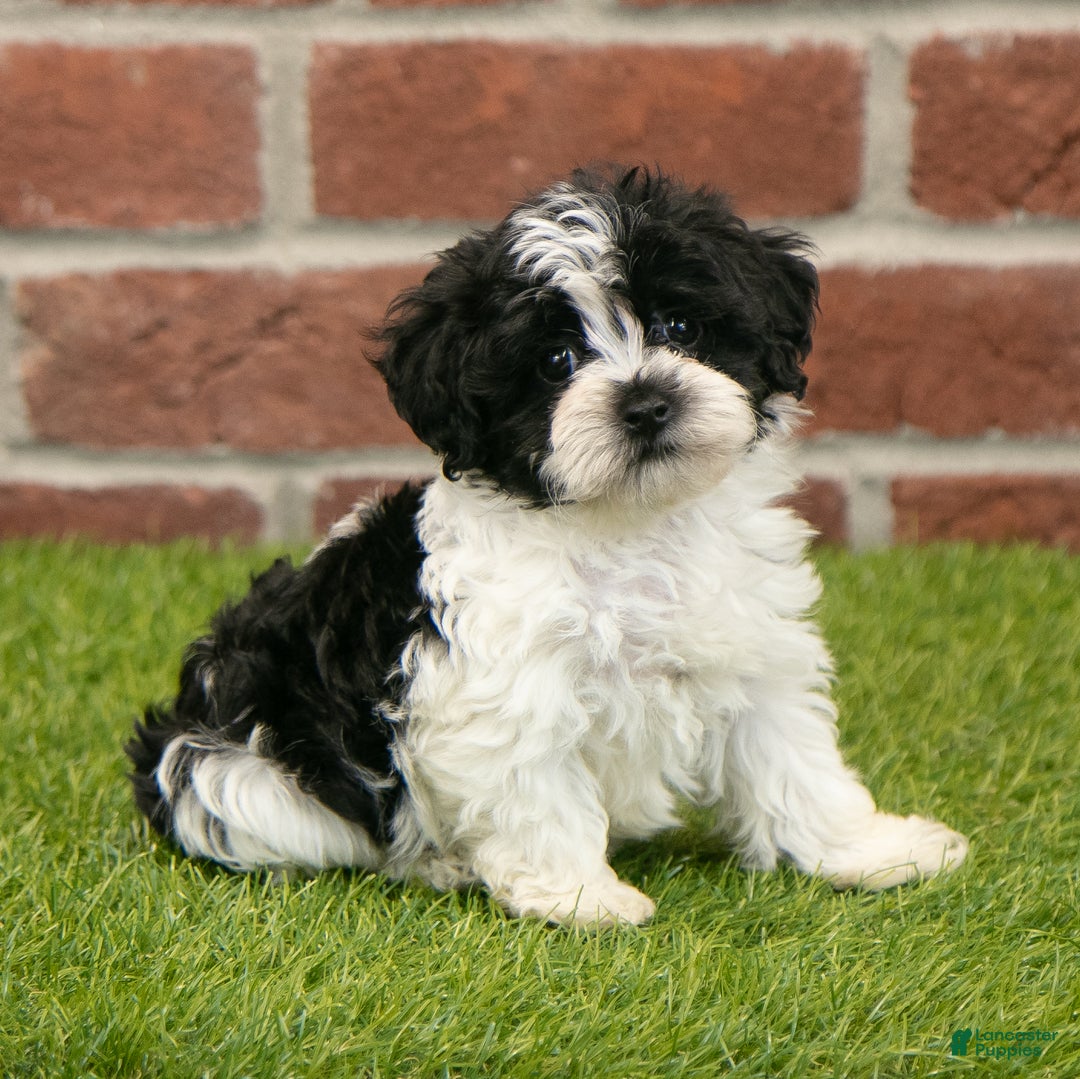 Havapoo dogs for sale: Austin - Ad 3