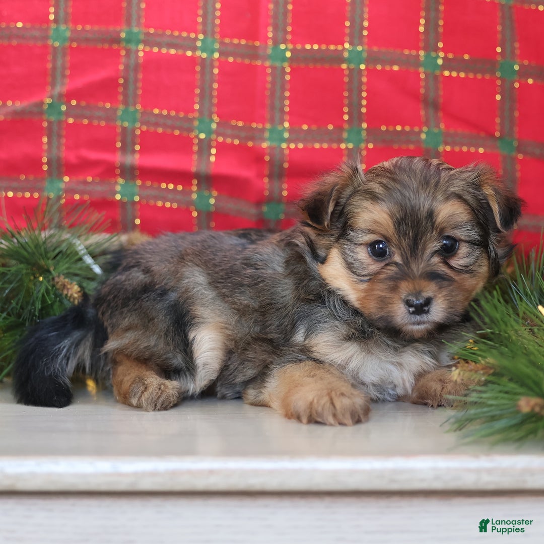 Mixed Breed dogs for sale: Pretzel  - Ad 3