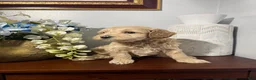 Maltipoo dogs for sale: Blanko - Ad 3
