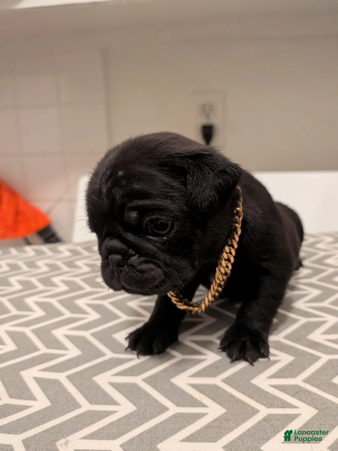 Pug dogs for sale: Pug 2 - Ad 2