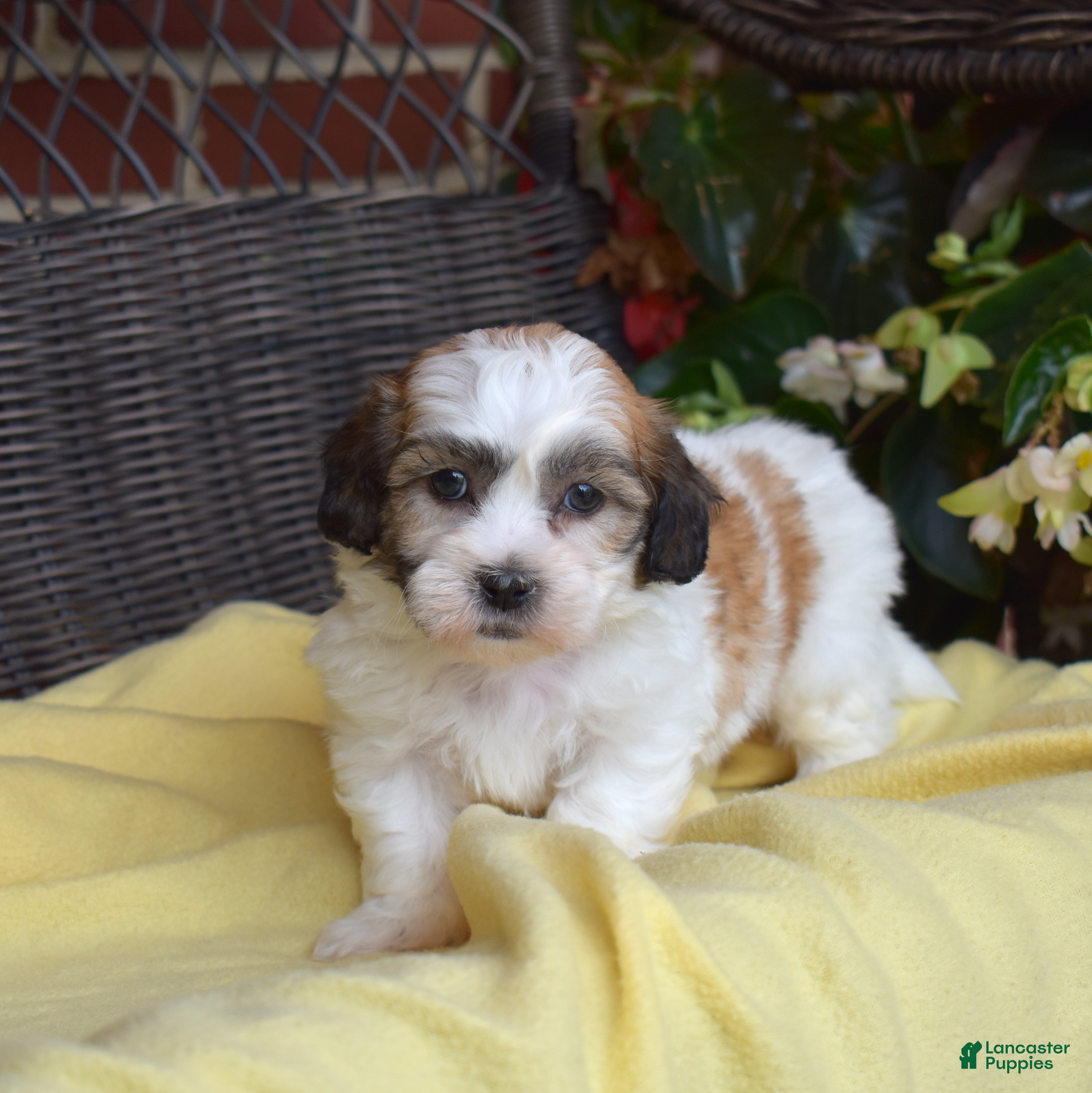 Teddy Bear dogs Chowder  - Ad 1