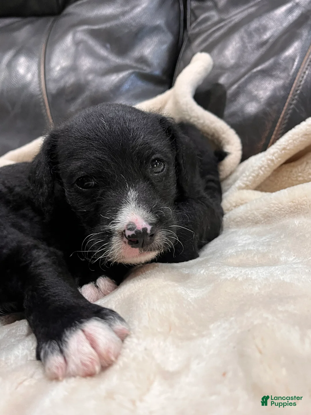 Mixed Breed dogs for sale: Girl 2 - Ad 1