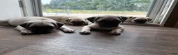 Pug dogs for sale: jessie orange collar - Ad 9