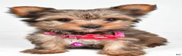Yorkshire Terrier dogs for sale: Jana - Ad 8