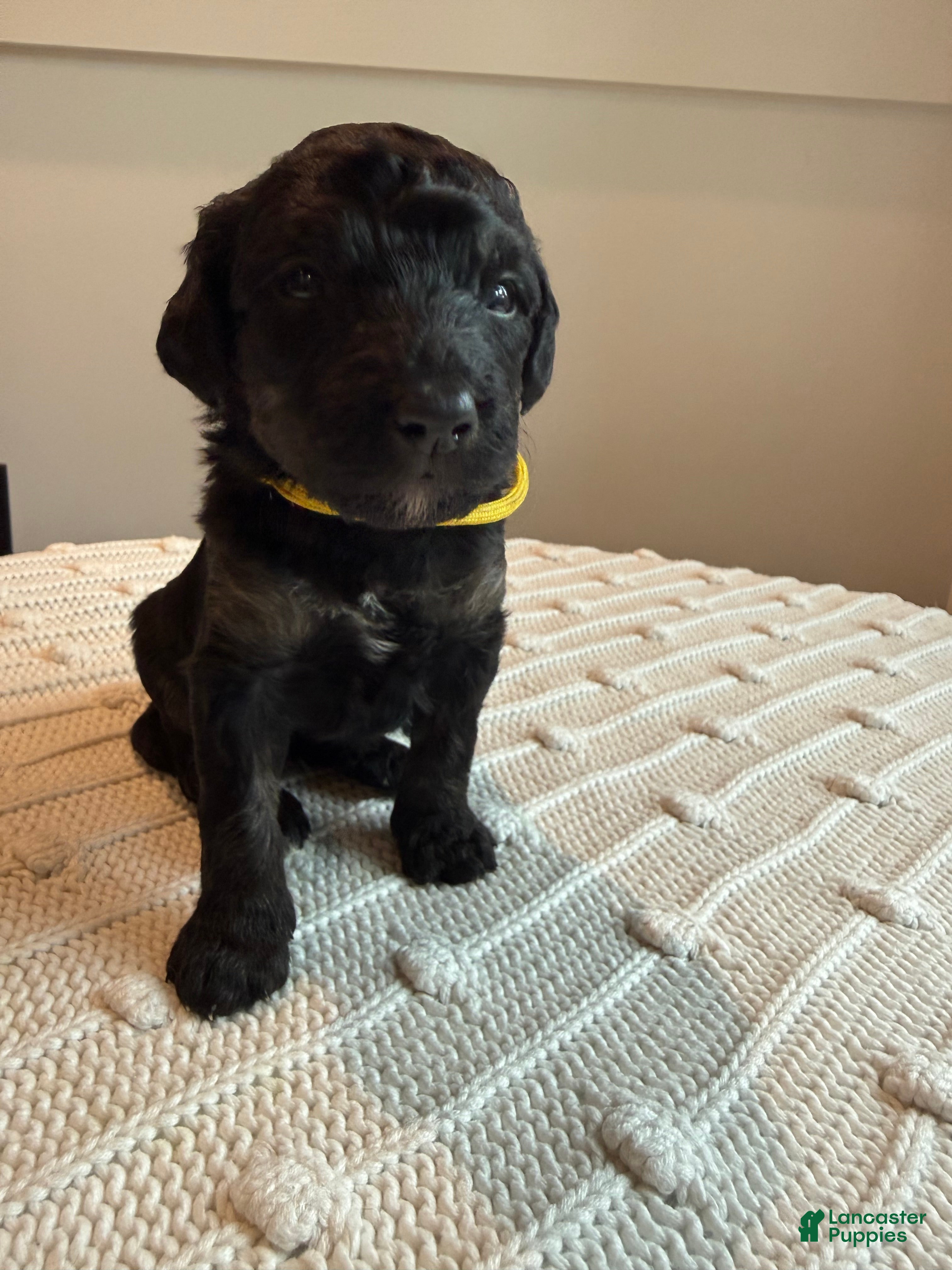 Mixed Breed dogs Ace - Ad 12