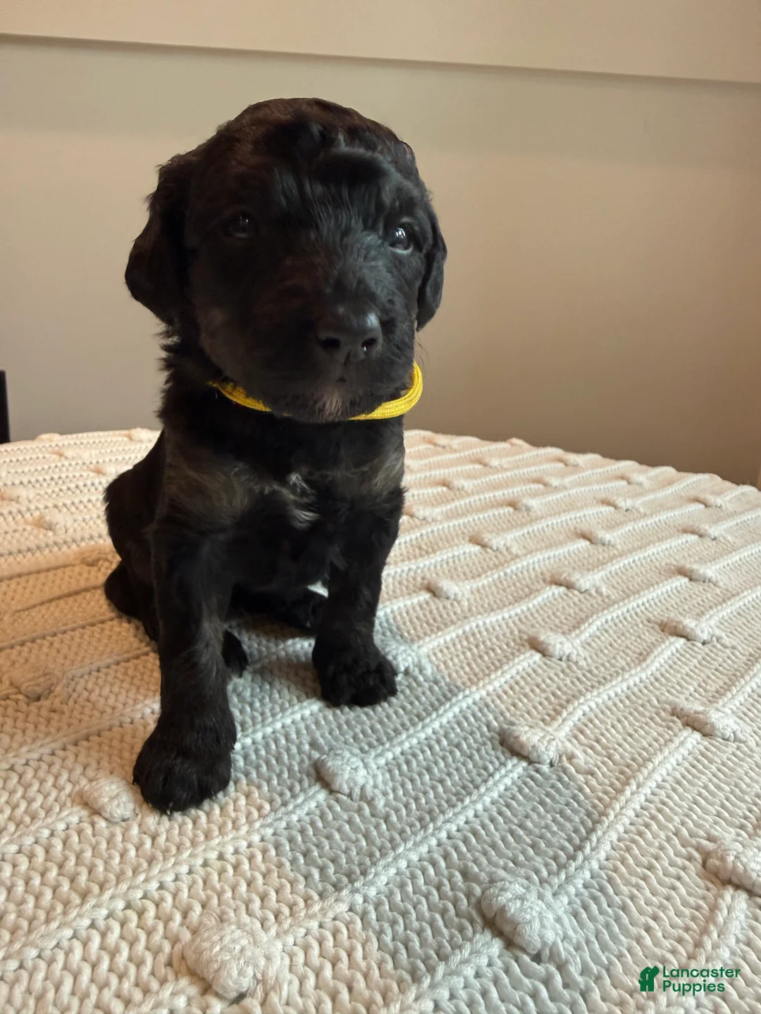 Mixed Breed dogs for sale: Ace - Ad 1