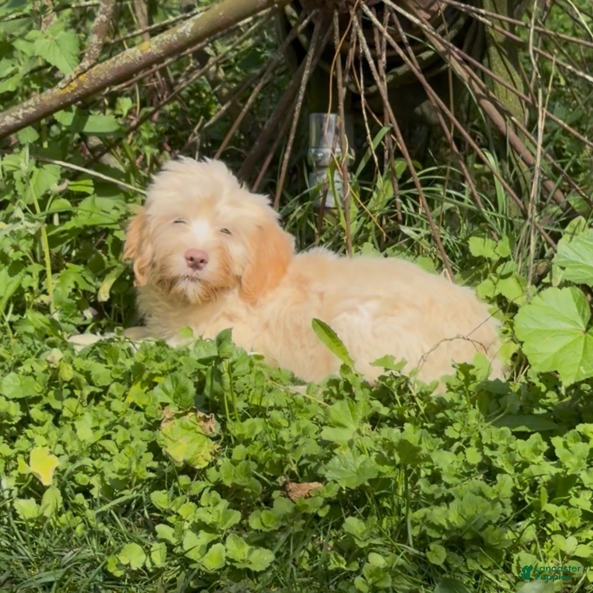 Mini Goldendoodle dogs Spruce  - Ad 2