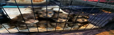 Yorkiepoo 1