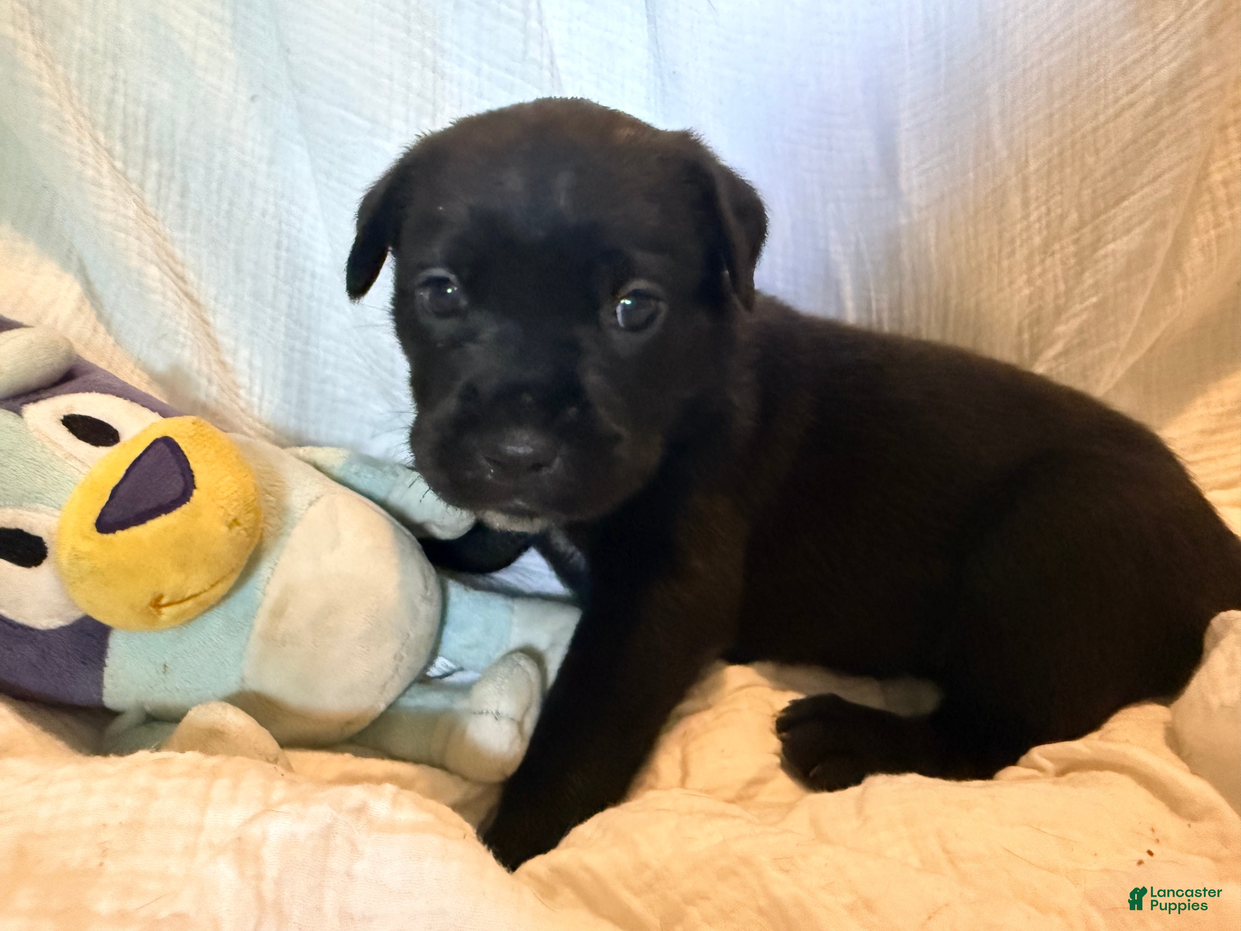 Cane Corso dogs Crowley AKC yellow collar - Ad 7