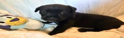 Cane Corso dogs for sale: Crowley AKC yellow/orange collar - Ad 21