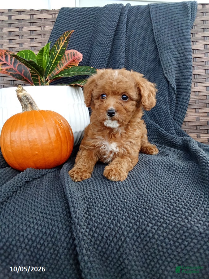 Olive (Mixed breed, Female) in Dalmatia, PA