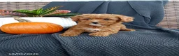 Mixed Breed dogs for sale: Olive - Ad 1