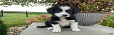 Sarge